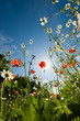 Beautiful flowers