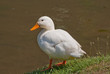 Canard blanc