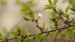 cherry blossom flowers
