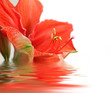 Amaryllis avec reflet