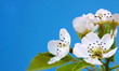 baumblüten