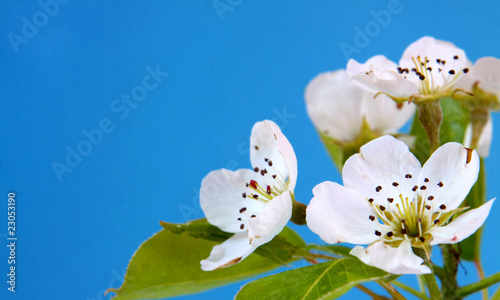 baumblüten