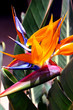 Bird of Paradise Flower