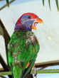 colorful parrot