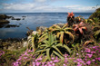 pacific ocean view purple flower green plant pacific ocean view purple flower green plant