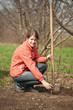 woman making orchard with spade and sprouts