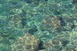 texture fondo marino 5