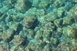 TEXTURE FONDO MARINO 3