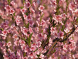 Pfirsichblüten