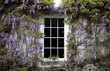 Wisteria