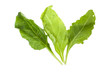 Spinach