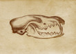 Bear's Skull Illustration (from late 1800)