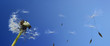 Photo en ligne au meilleur prix dandelion