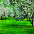 white blossom of apple trees in springtime white blossom of apple trees in springtime