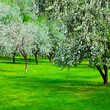 white blossom of apple trees in springtime white blossom of apple trees in springtime