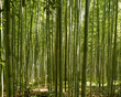 Foto: A beautiful bamboo grove in Kyoto, Japan A beautiful bamboo grove in Kyoto, Japan