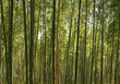 Foto: A beautiful bamboo grove in Kyoto, Japan A beautiful bamboo grove in Kyoto, Japan