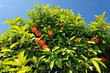 Oange tree in Ibiza Spain Oange tree in Ibiza Spain