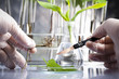 Foto: Experimenting with flora in laboratory Experimenting with flora in laboratory