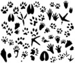 Collection of animal and bird trails