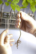 Foto: Scientist samples of super grow plants Scientist samples of super grow plants