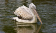 Pelican water bird.