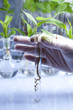 Foto: Scientist working in a laboratory and plants Scientist working in a laboratory and plants