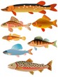 set of fishes set of fishes