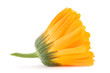 Calendula
