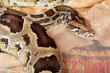 python close-up