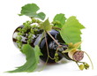 Bottle of wine in the vine on a white background