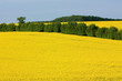 Rapsfelder bei Stocksee in Schleswig-Holstein