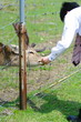 野生