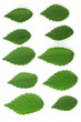 Elm leaves