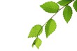 Green elm leaves
