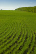 The lines of wheat