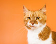 Ginger cat surprised. Copy space