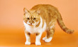 Ginger cat looking