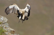 The Cape Griffon or Cape Vulture