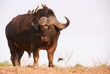 Buffalo (Syncerus caffer) in the wild