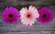 amour et gerbera