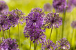 Purple flowers