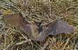 Bat 15