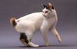 Photo : Bobtail Japonais de profil - japanese bobtail Bobtail Japonais de profil - japanese bobtail