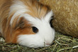 Meerschweinchen