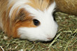 Meerschweinchen