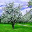blooming spring forest