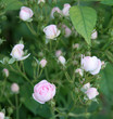 Small roses bush Small roses bush