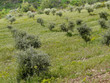 Plantation d'oliviers