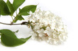 Lilas
